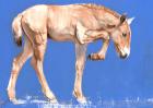 Przewalski Foal, 2012, (mixed media on paper)