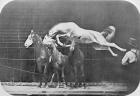 Jumping over three horses...chestnut horse Hornet, from 'Animal Locomotion, An Electro-Photographic Investigation of Consecutive Phases of Animal Movement', c.1872-85 (b/w photo)