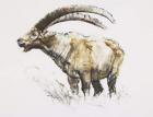Ibex, Noasca (charcoal & conte on paper)