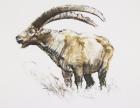 Ibex, Noasca (charcoal & conte on paper)