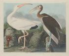 White Ibis, 1834 (coloured engraving)