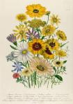 Daisies, plate 31 from 'The Ladies' Flower Garden', published 1842 (colour litho)