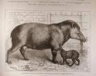 The Newborn Tapir and Its Mother, in the Zoological Society's Gardens, from 'The Illustrated London News', 25th February 1882 (engraving)