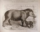 The Newborn Tapir and Its Mother, in the Zoological Society's Gardens, from 'The Illustrated London News', 25th February 1882 (engraving)