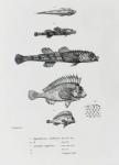 Aspidophorus Chiloensis and Agriopus Hispidus, plate 7 from 'The Zoology of the Voyage of H.M.S Beagle, 1832-36' by Charles Darwin (litho) (b/w photo)