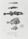 Aspidophorus Chiloensis and Agriopus Hispidus, plate 7 from 'The Zoology of the Voyage of H.M.S Beagle, 1832-36' by Charles Darwin (litho) (b/w photo)