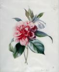 Camellia