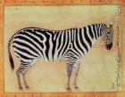 Zebra, from the "Minto Album", Mughal, 1621, (gouache on paper)