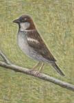 House Sparrow, 2008 (oil on wood)