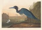 Blue Crane or Heron, 1836 (coloured engraving)