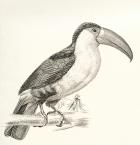 The Green-billed Toucan aka Red-breasted Toucan, Ramphastos dicolorus. From The National Encyclopaedia, published c.1890.