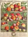 August, from 'Twelve Months of Fruits', by Robert Furber (c.1674-1756) engraved by C. Du Bose, 1732 (colour engraving)