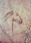 Head of a Horse, from the Cueva de la Pena de Candamo San Roman (cave painting)