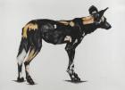 Large African Wild Dog III, 2015 (charcoal and pastel on paper)