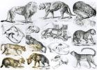 Carnivorous Animals (litho) (b/w photo)