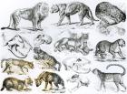 Carnivorous Animals (litho) (b/w photo)