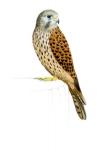 Kestrel, 2011 (watercolour paint and pencil)