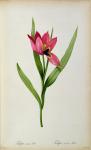 Tulipa oculus-solis, from 'Tulipe des Jardins', 19th century (coloured engraving)