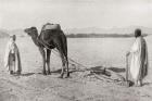 A camel plow being used in Algiers, Algeria, North Africa, in the early 20th century. From The Living Animals of the World, published c.1920.