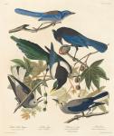 Yellow-billed Magpie, Stellers Jay, Ultramarine Jay and Clark's Crow, 1837 (coloured engraving)