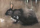 A Black Rabbit (bodycolour on linen)