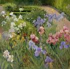 Irises at Bedfield (oil on canvas)