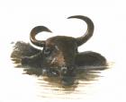 Water Buffalo, 2015 (w/c on paper)