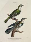 Gilded Cuckoo, Male and Female (Cuculus) (colour litho)
