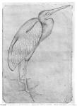 Pelican, from the The Vallardi Album (pen & ink on paper) (b/w photo)