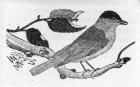 The Black-Cap, illustration from 'A History of British Birds' by Thomas Bewick, first published 1797 (woodcut)