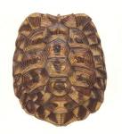 Tortoise Shell, 2005 (w/c on paper)