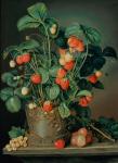 Still life with strawberries