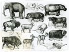 Ungulata or Hoofed Animals (litho) (b/w photo)