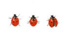 Three ladybirds, 2013 (watercolour paint and pencil)