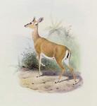 Antelope, from 'The Book of Antelopes', (colour litho)