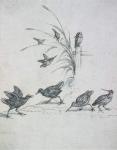 Kingfishers, Curlew and other Birds, 17th century (drawing)