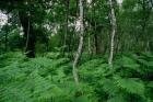Silver birch trees and ferns, Sherwood Forest (photo)