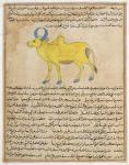 Ms E-7 fol.181b Zebu, illustration from 'The Wonders of the Creation and the Curiosities of Existence' by Zakariya'ibn Muhammad al-Qazwini (gouache on paper)