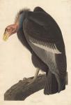Californian Vulture, 1838 (coloured engraving)