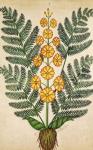 Fern with yellow flowers, plate from a seed merchants in Oisans (gouache on paper)