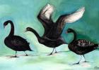 A ballet of Black Swans, 2013, (charcoal and gouache on card)