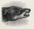 Head of snarling dog, from Charles Darwin's 'The Expression of the Emotions in Man and Animals', 1872 (litho)