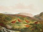 Grouse in a Moorland landscape