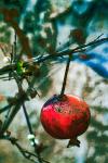 Jerusalem Pomegranate, 2016 (photograph)