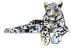 Arabian Leopard, 2008 (w/c on paper)