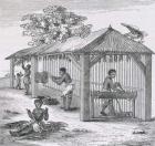 Preparing Tobacco, from 'Santo Domingo Past and Present' by Samuel Hazard, pub. 1873 (engraving)