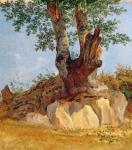 A Tree in Campagna, 1822-23 (oil on paper on canvas)