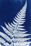 Fern, 2013 (cyanotype)