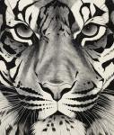 Large tiger face, 2006, (Charcoal on paper)