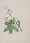Sensitive Plant, illustration from an 'Album of Poems, Graphite Drawings & Watercolours', c.1828 (w/c on paper)